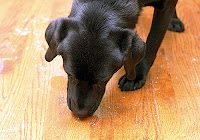 A black dog with short fur is sniffing or licking something on a wooden floor. White powder or crumbs are scattered around its nose.